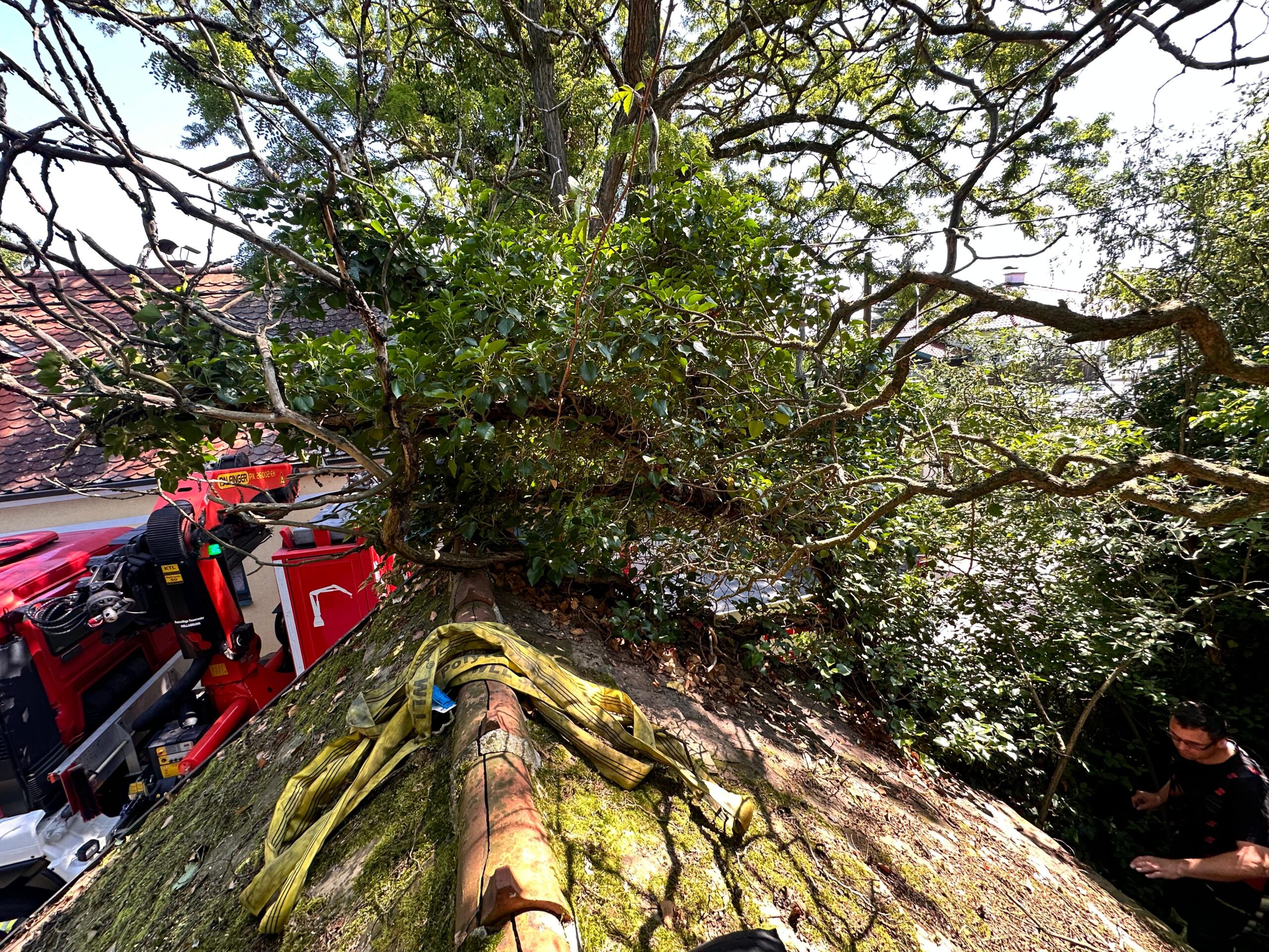 T1 - Baum auf Leitung-05.06.2024 10:29